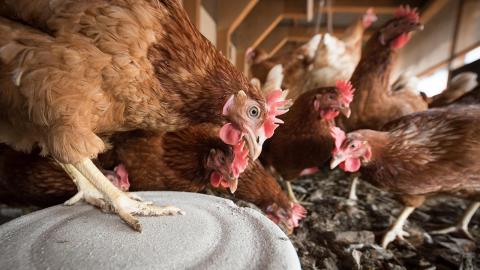 Gallinas comiendo