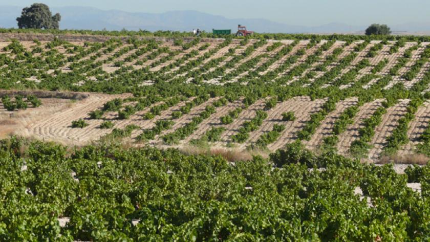 Viñedos DOP Vinos de Madrid