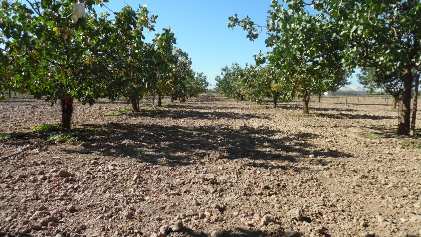Hileras de pistachos en una plantación