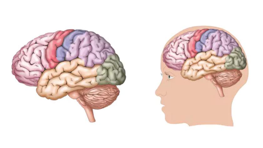 Cerebro humano
