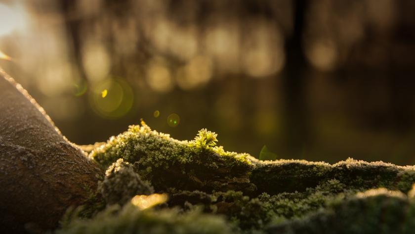 Musgo invierno bosque