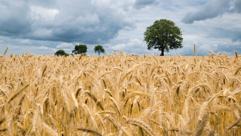 campo de trigo amarillo