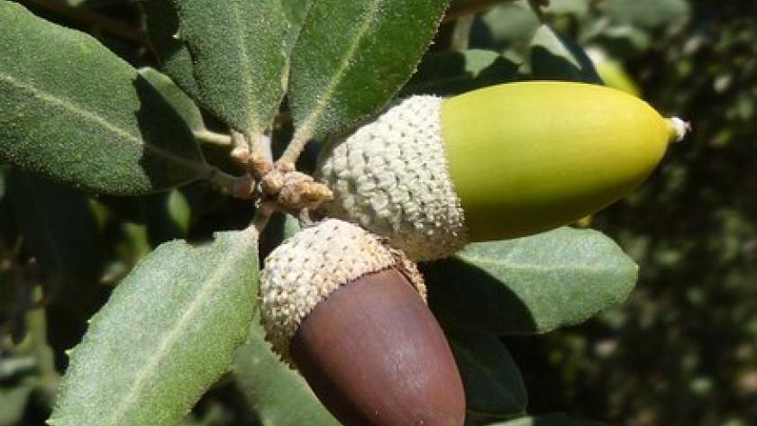 Bellota sobre encina en primer plano