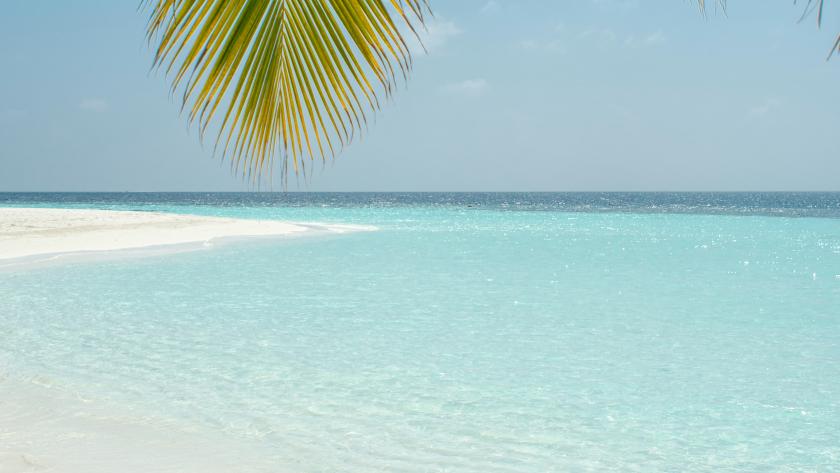 Palmera y playa desierta