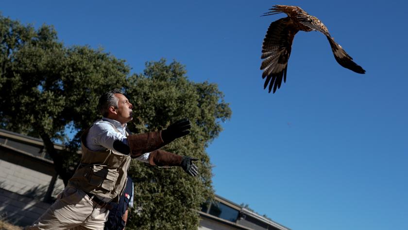 El consejero Carlos Novillo visita el Centro de Recuperación de Animales Silvestres El consejero soltando libre un águila