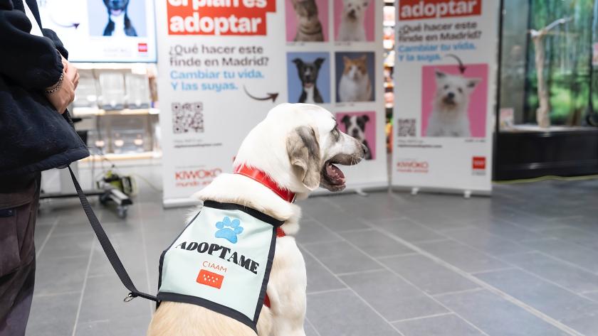 campaña para fomentar la tenencia responsable de animales de compañía