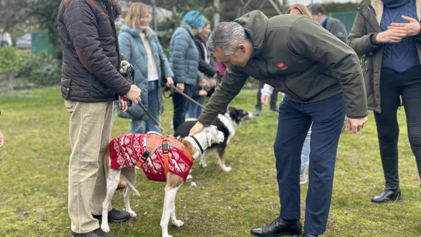 adopción de animales