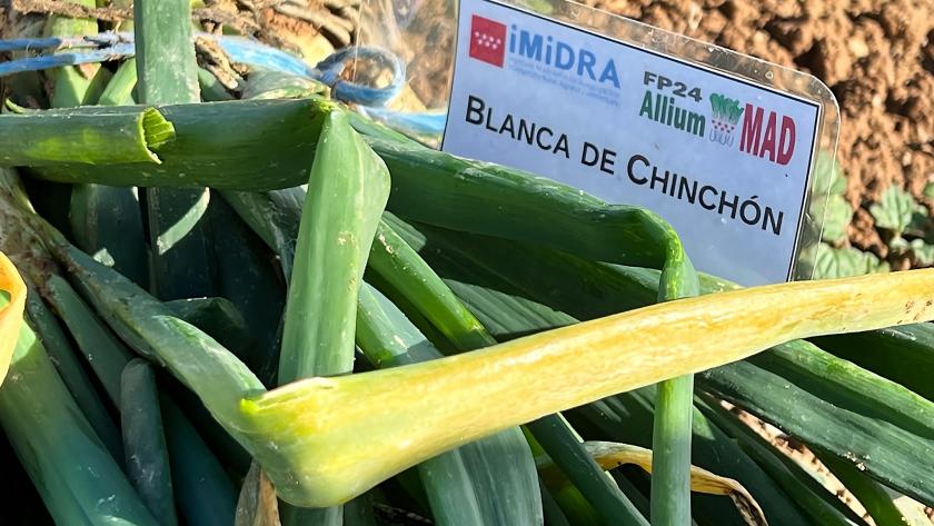 Cebolla blanca