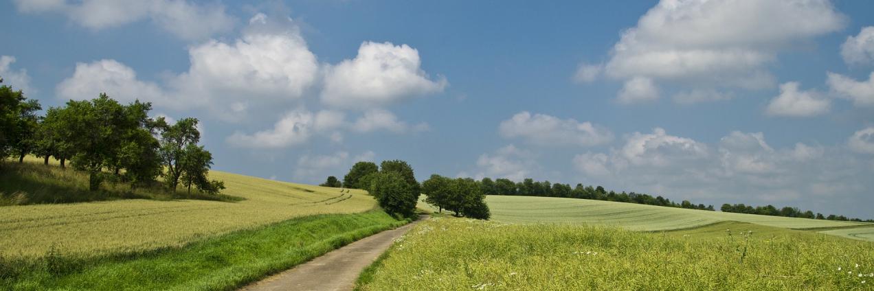 Camino en un prado