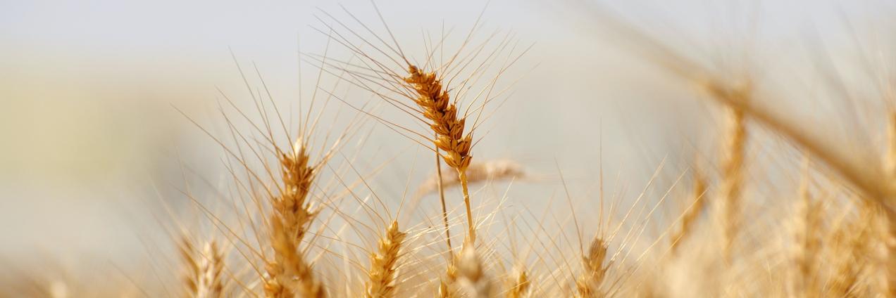 Imagen de un campo con espigas de trigo