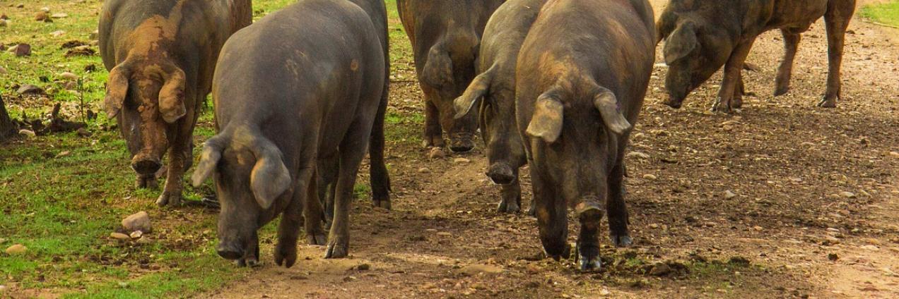 Cinco cerdos ibéricos hozando en una dehesa de encinas