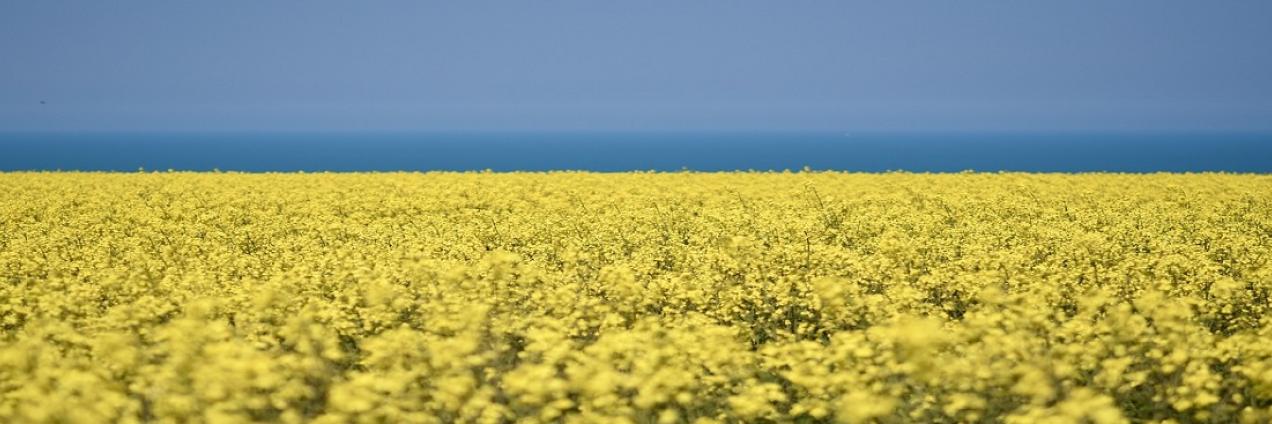 Campo amarillo de colza