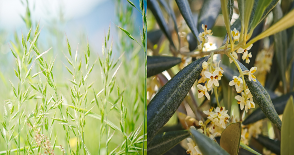 Imagen de gramíneas y olivo en flor