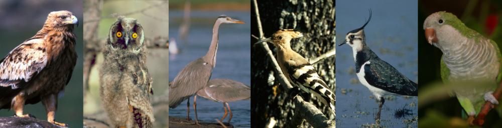 Composición de imágenes de distintas aves del Parque Regional del Curso Medio del río Guadarrama y su entorno