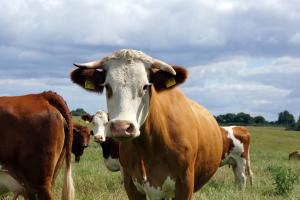 Vacas con crotal