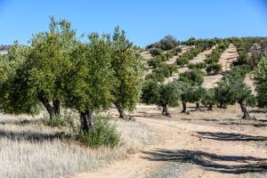 Foto olivar