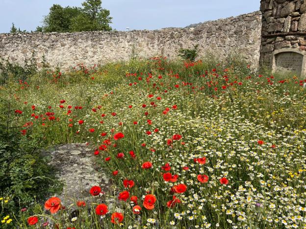 Imagen de recinto amurallado cubierto de vegetación