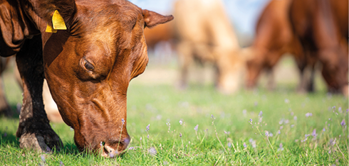 Vaca alimentándose de pasto