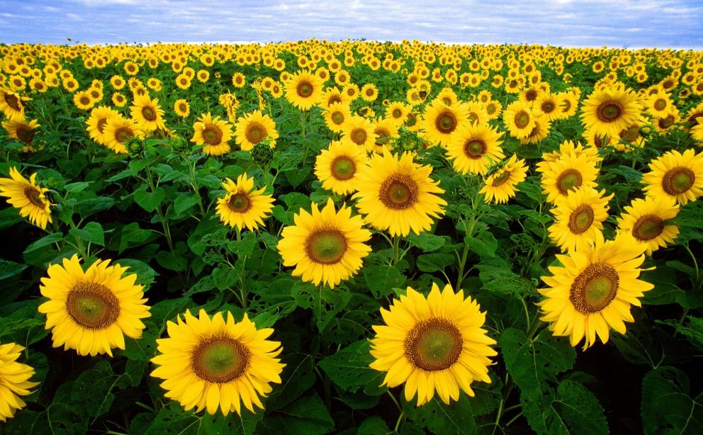 Imagen de un campo de girasoles