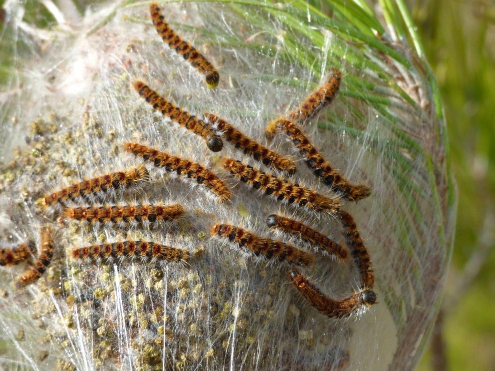 Bolsones procesionaria del pino naturaleza