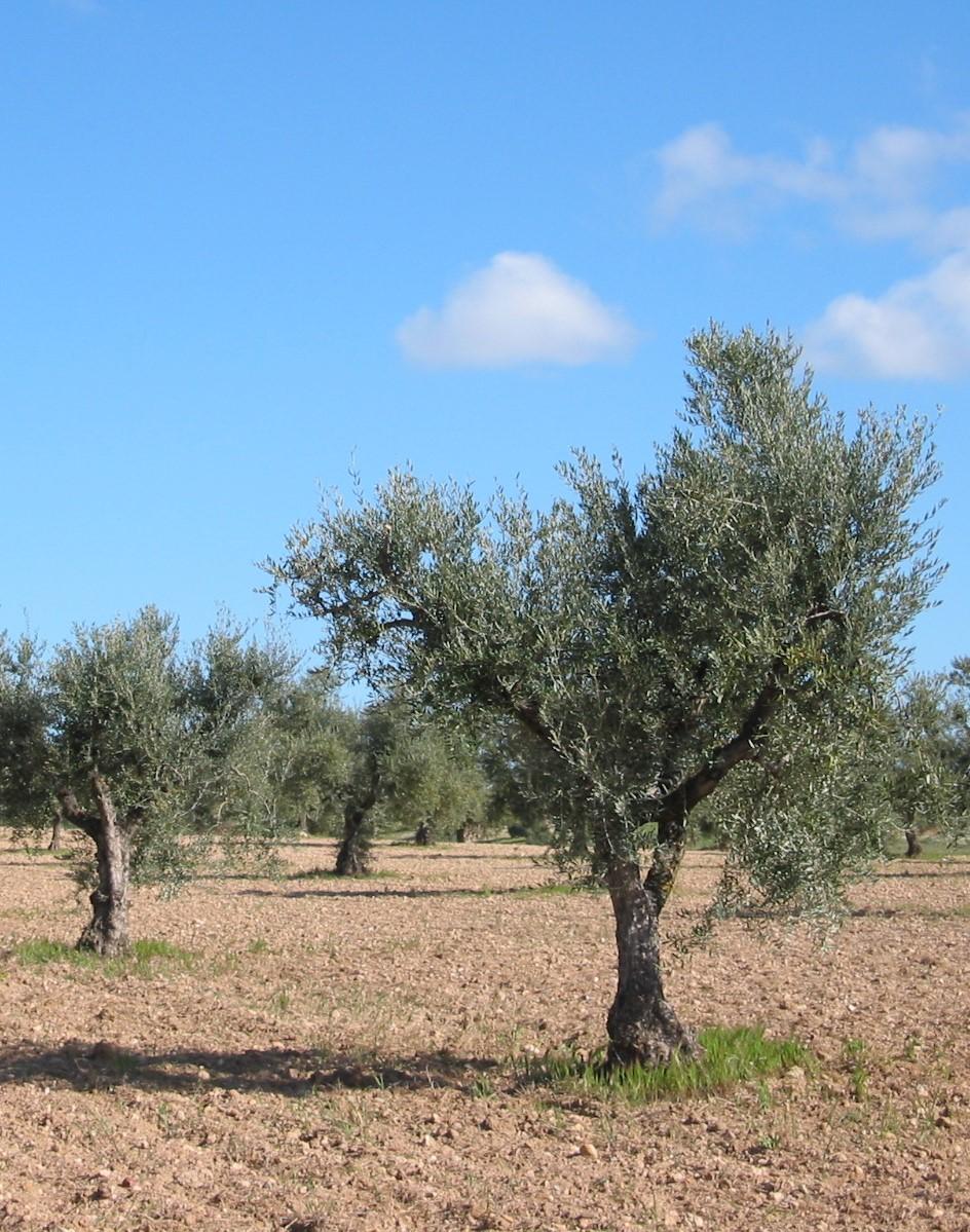 Olivos en el campo