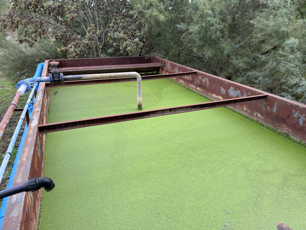 Piscina de color verde