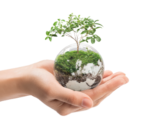 Imagen de mano sosteniendo esfera con un árbol