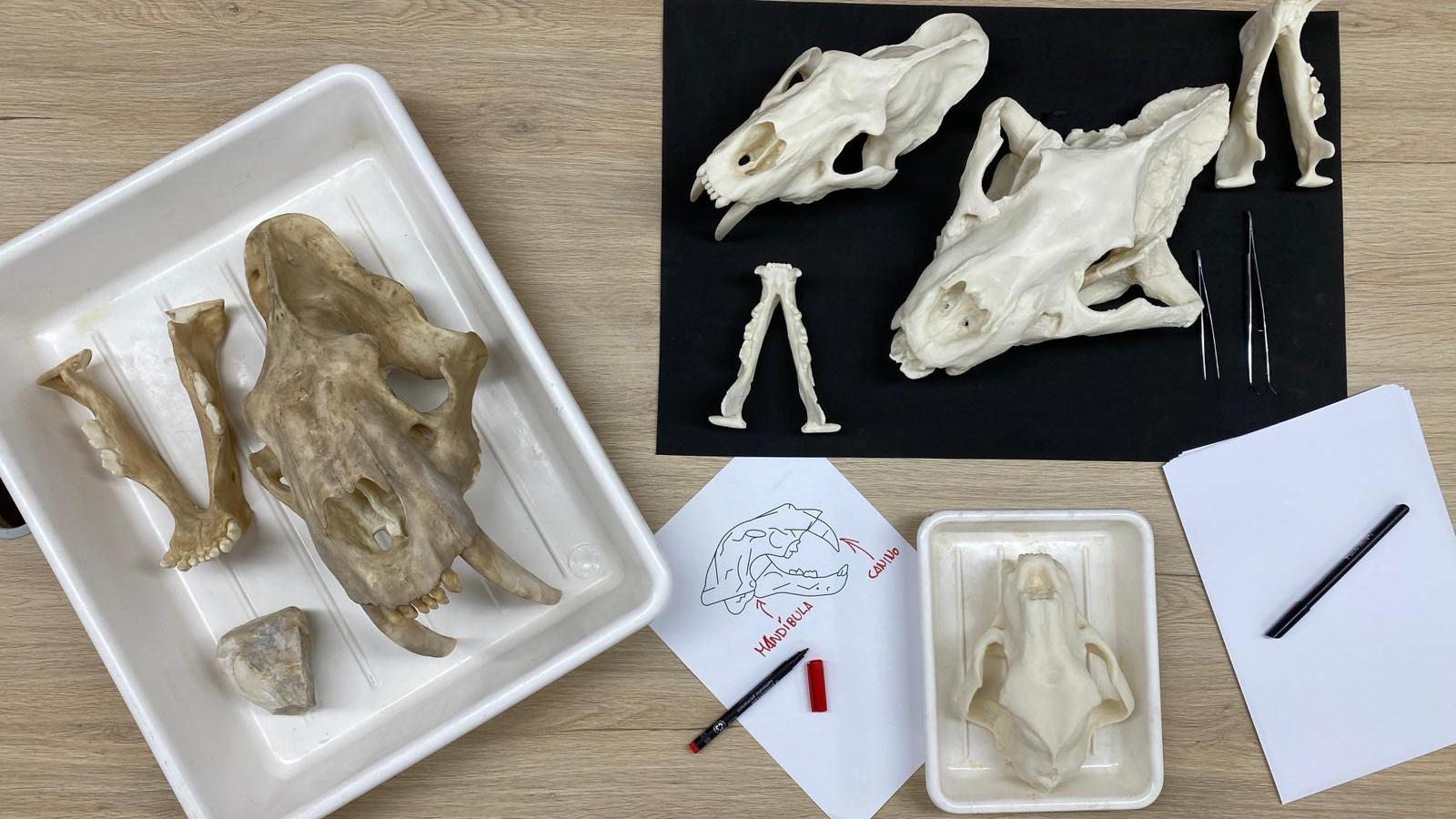 cráneos de dientes de sable