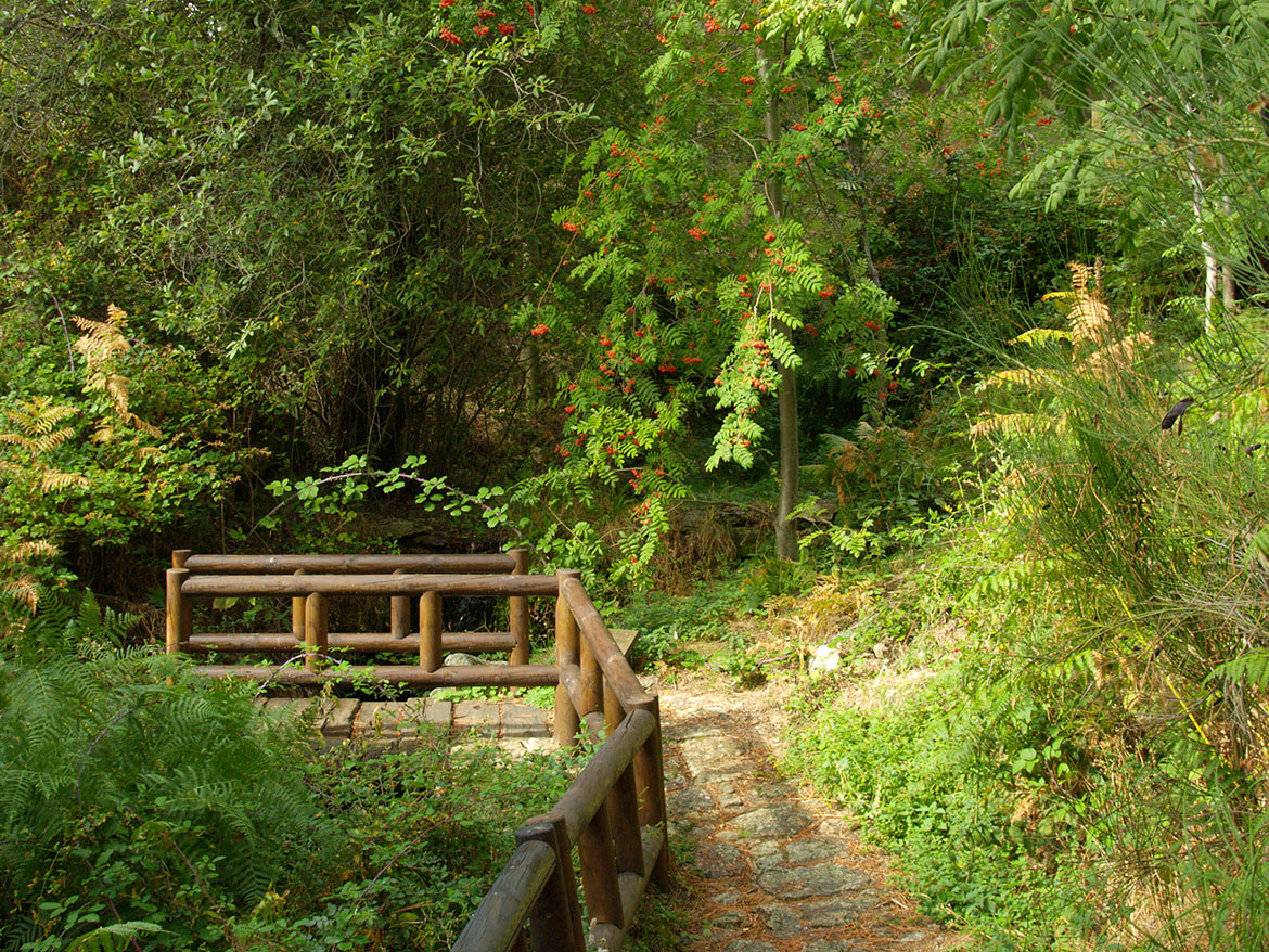 Puente de madera en un bosque