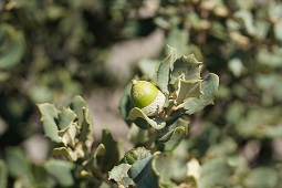 Bellotas en encina Bellota sobre encina en primer plano