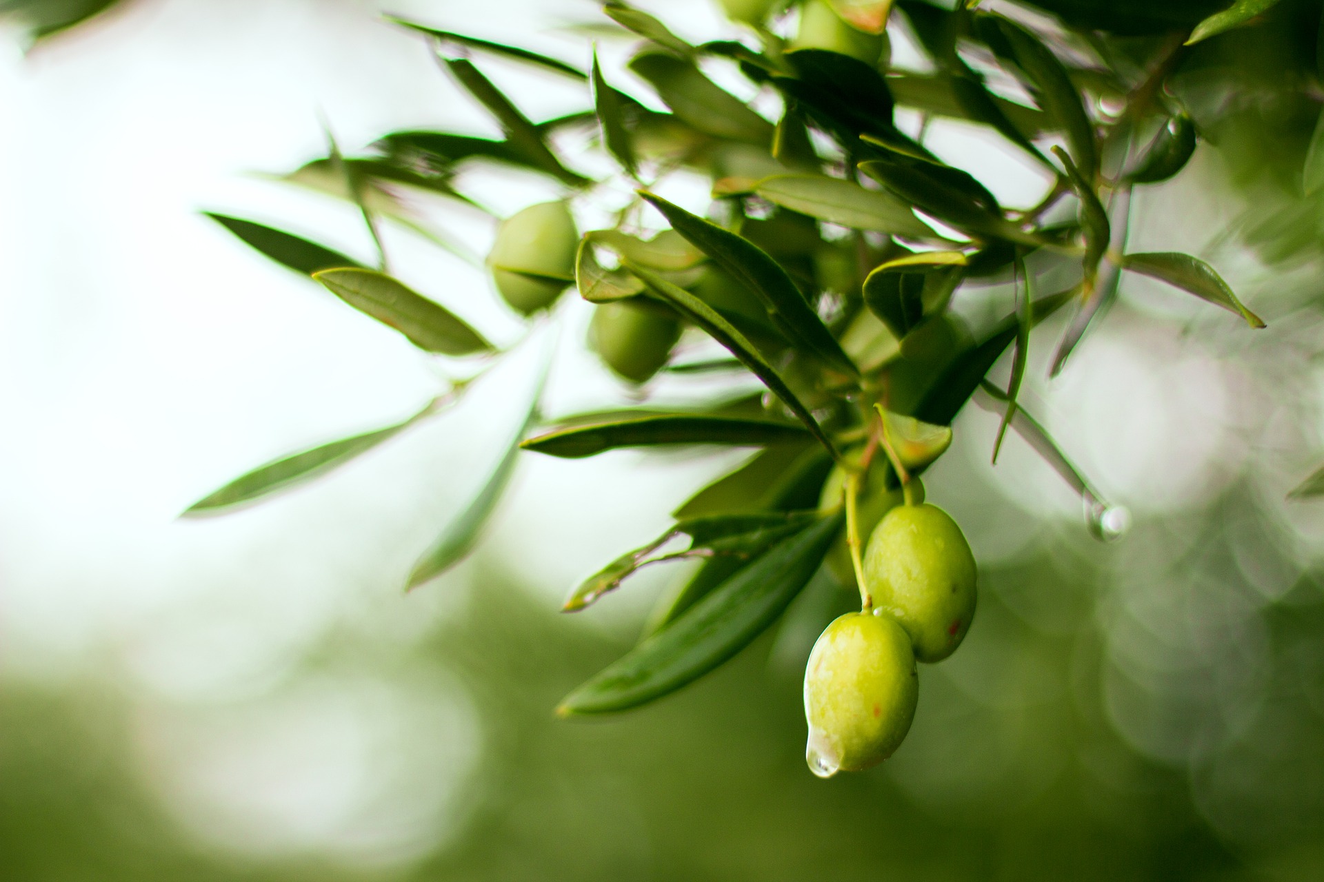 Aceitunas verdes en rama de olivo