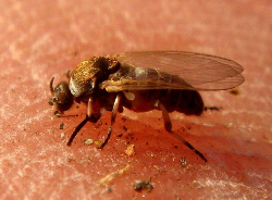 Mosca negra (Simulium erytrocephalum) sobre la piel