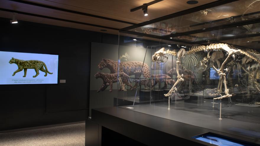 Parte de la exposición