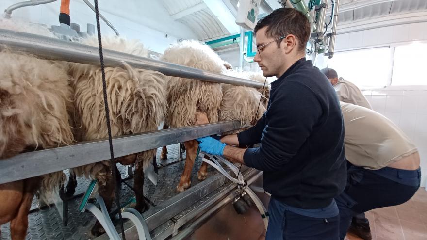 Manejando ordeñadora automática