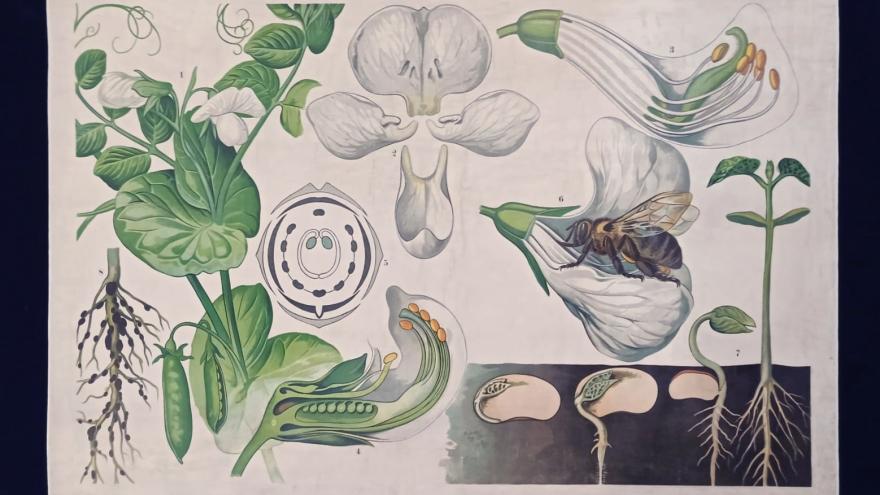 lámina con ilustraciones botánicas