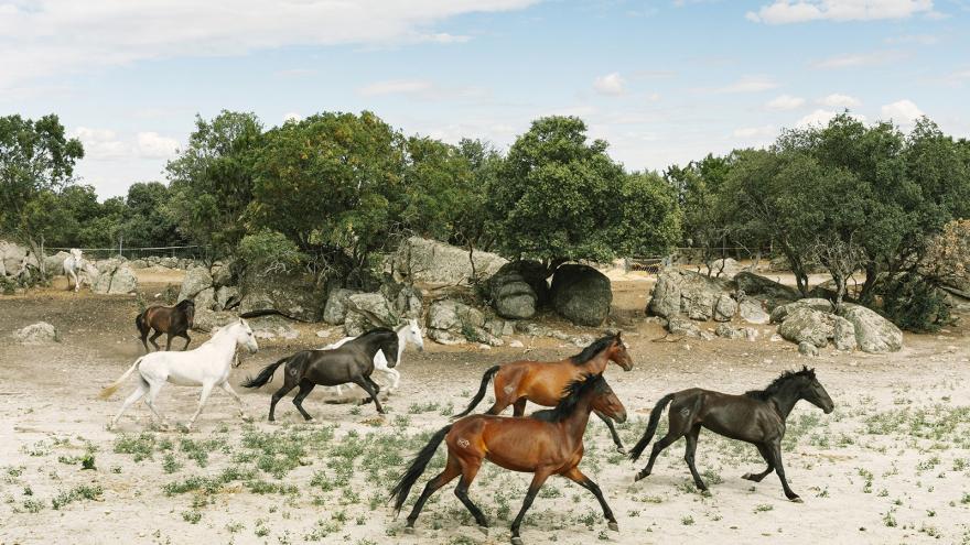 Varios caballos galopando en el monte