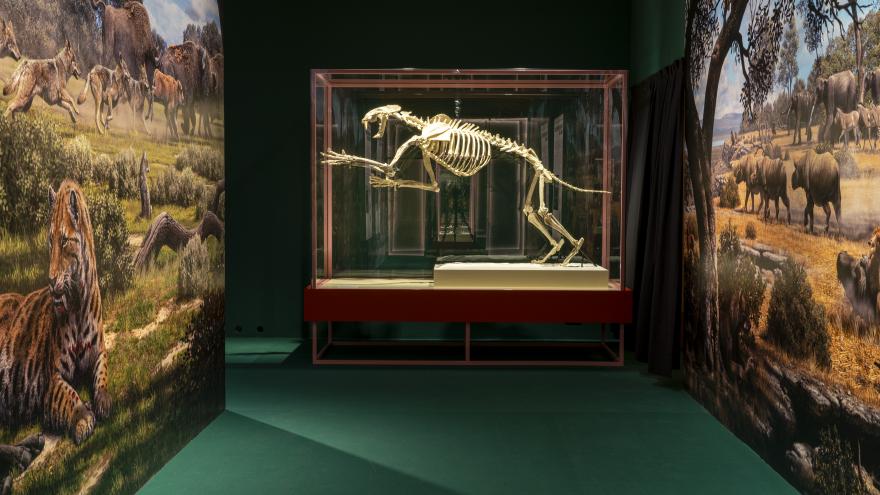 Imagen exposición "Dientes de sable"