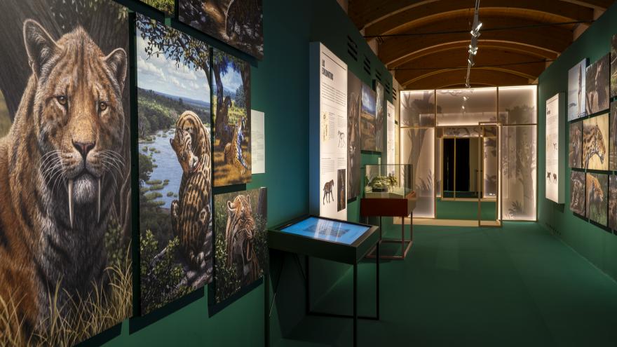 Imagen exposición "Dientes de sable"