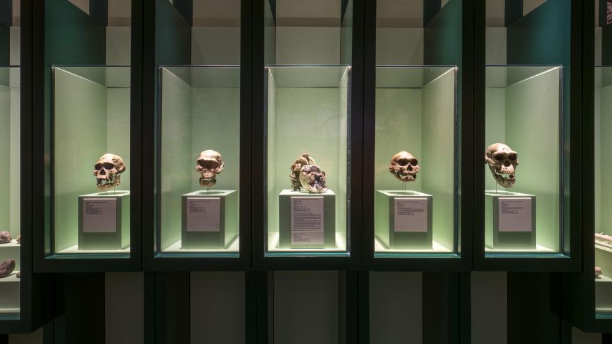 Imagen exposición "Dientes de sable"