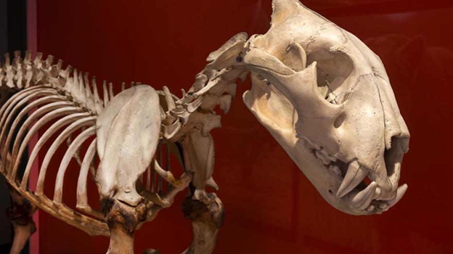 Imagen exposición "Dientes de sable"