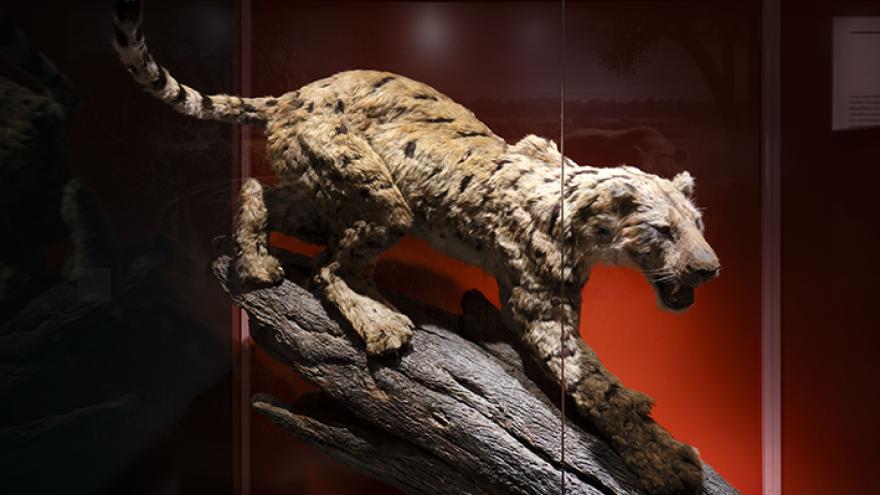 Imagen exposición "Dientes de sable"