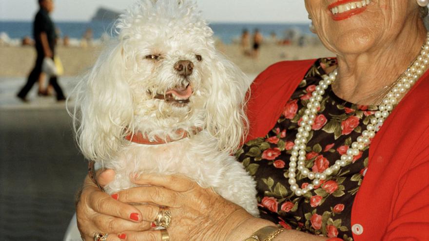 Caniche blanco en brazos de señora