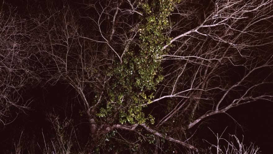 Fotografía de un bosque nocturno