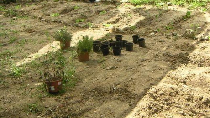 Joven trabajando en un huerto