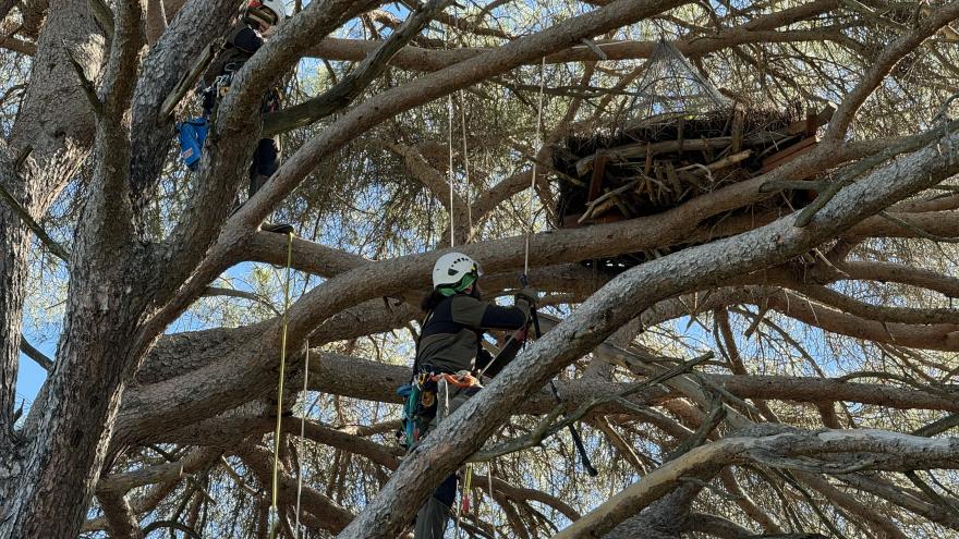 Los agentes manipulando el nido en el árbol de la cigüeña 