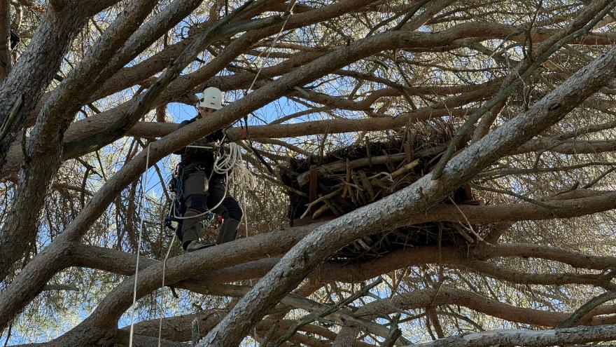 Los agentes manipulando el nido en el árbol de la cigüeña 