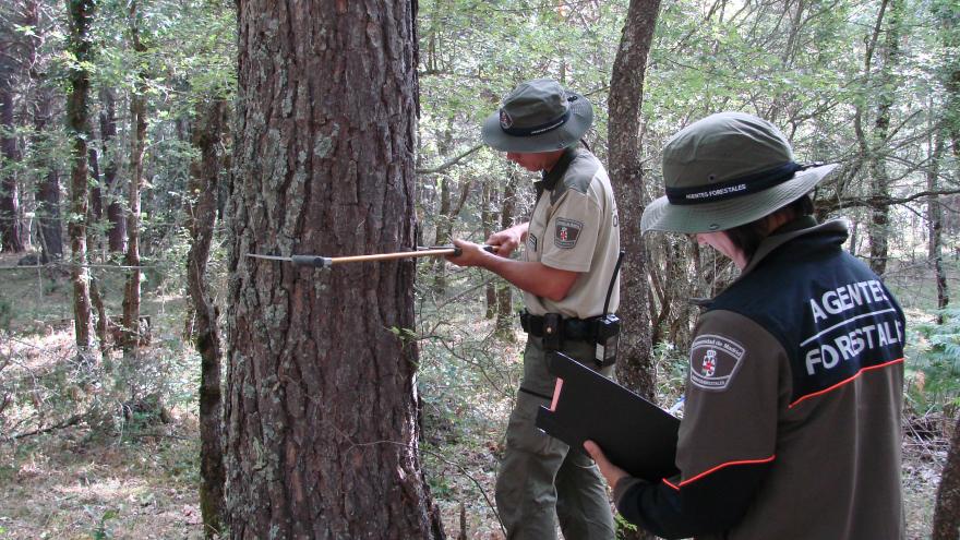 Agentes forestales realizando un inventario para un aprovechamiento de madera