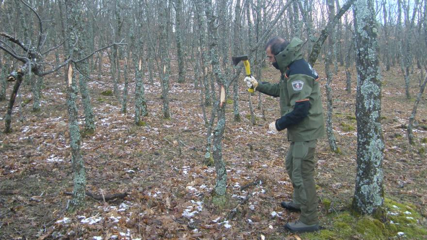 Agente Forestal marcando pies de roble para su aprovechamiento