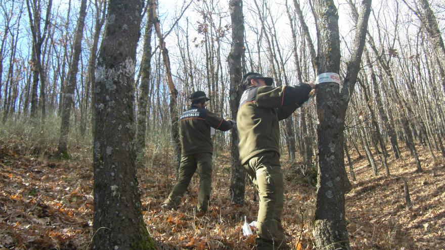 Agentes Forestales delimitando con balizamiento una parcela de corta.