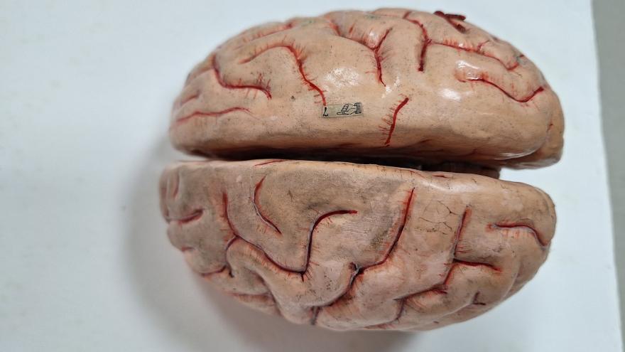 maqueta didáctica de cerebro humano 